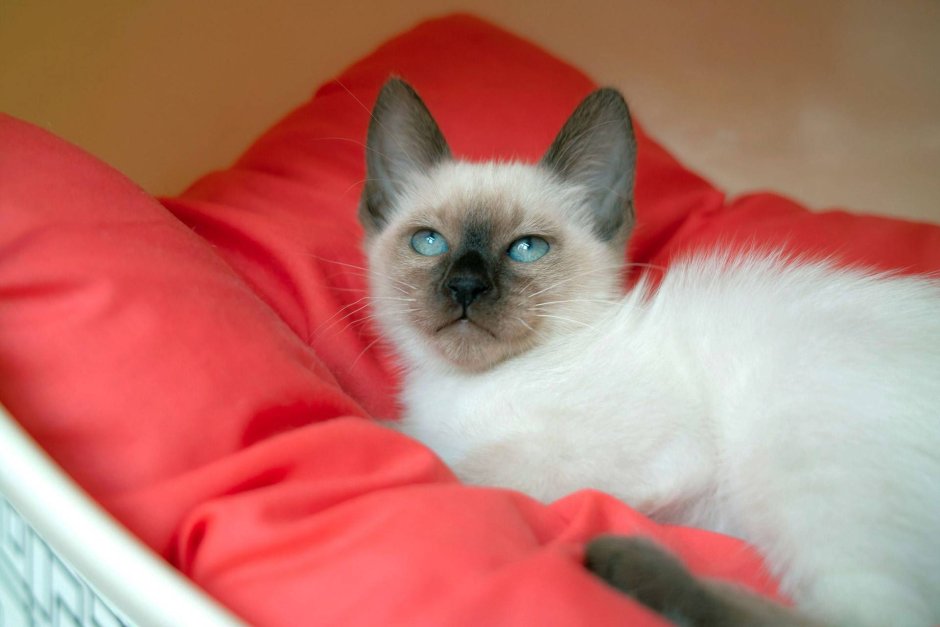 Сиамские котята и тайские котята