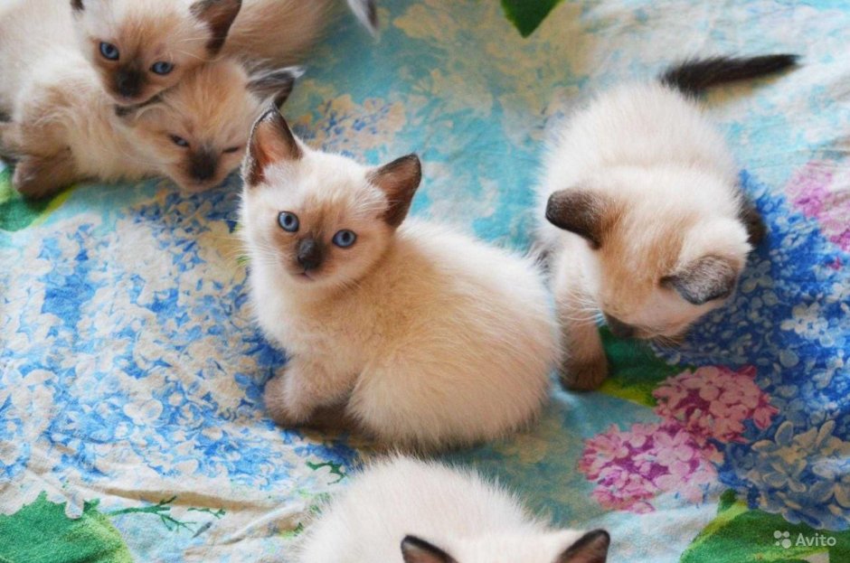 Тайские котята