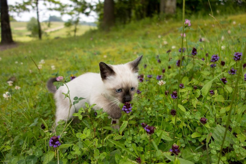 Сиамские котята фото