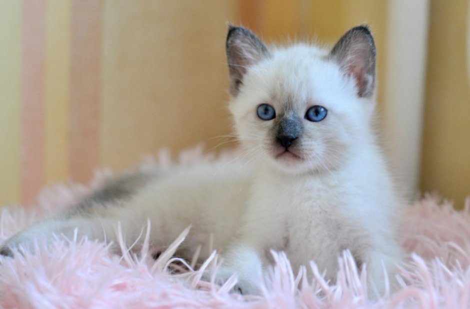 Потерялся котенок тайский
