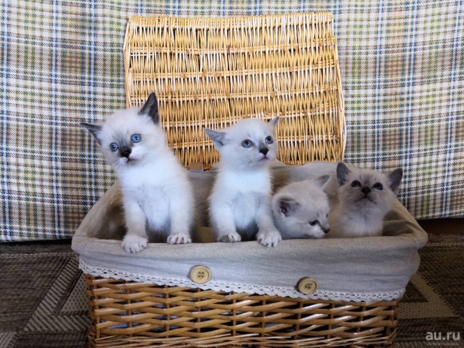 Котята породы тайская европейская