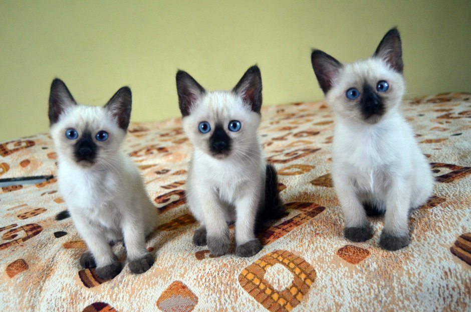 Тайские кот и кошка