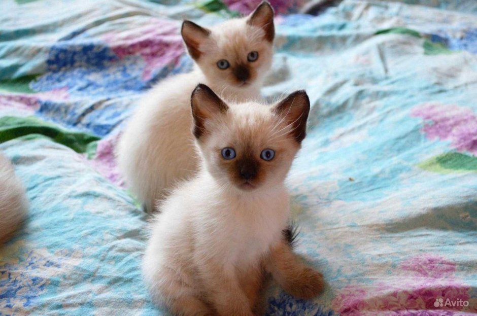 Сиамская и тайская кошка