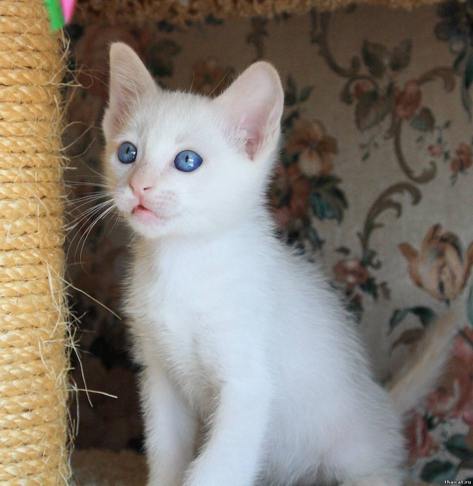 Котята тайские