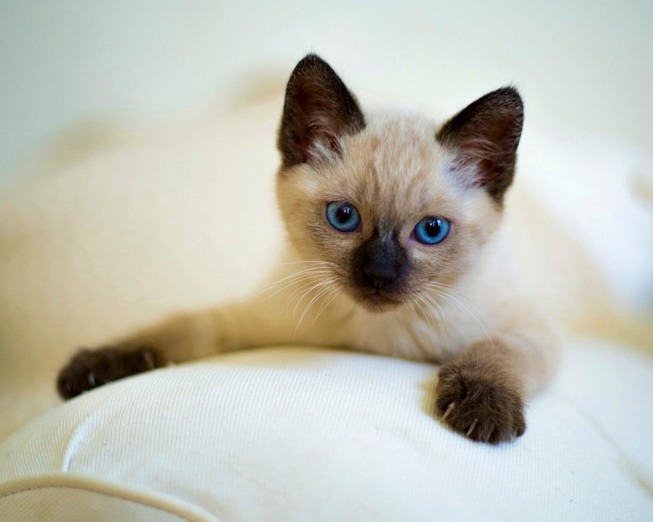 Сиамская кошка котенок