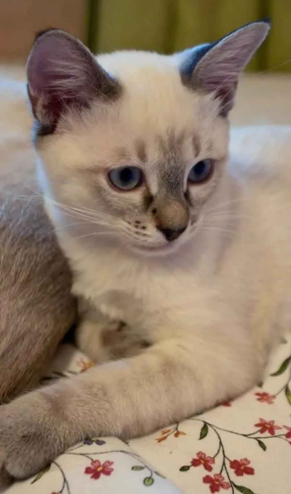 Тайская и Сиамская кошка котята