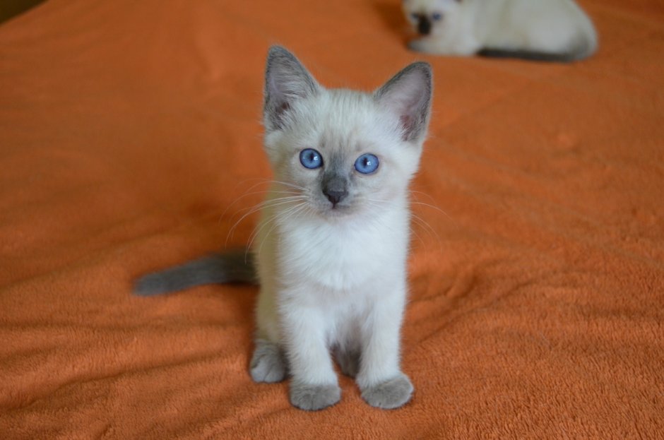 Сиамские тайские котята