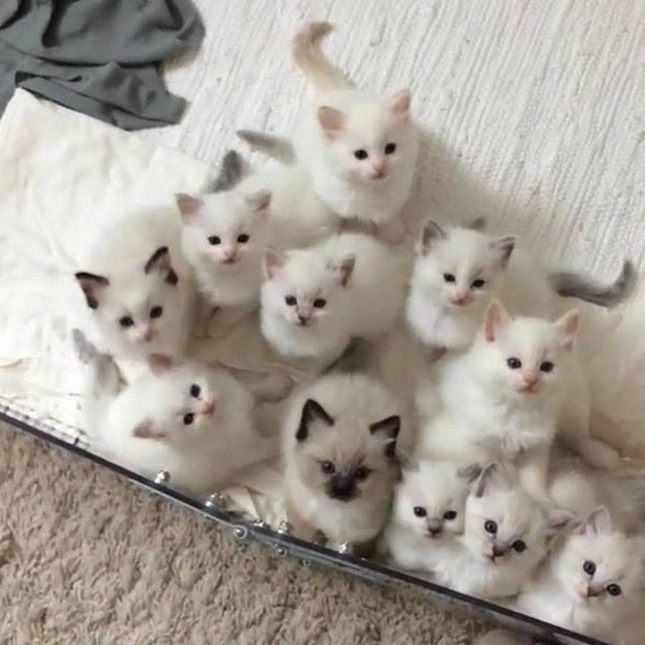 Котята в Калининграде Балинез