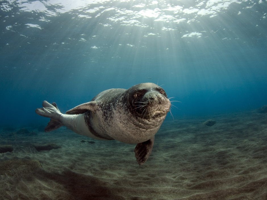 Белобрюхий тюлень