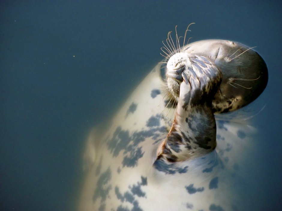 Редкие кадры моря