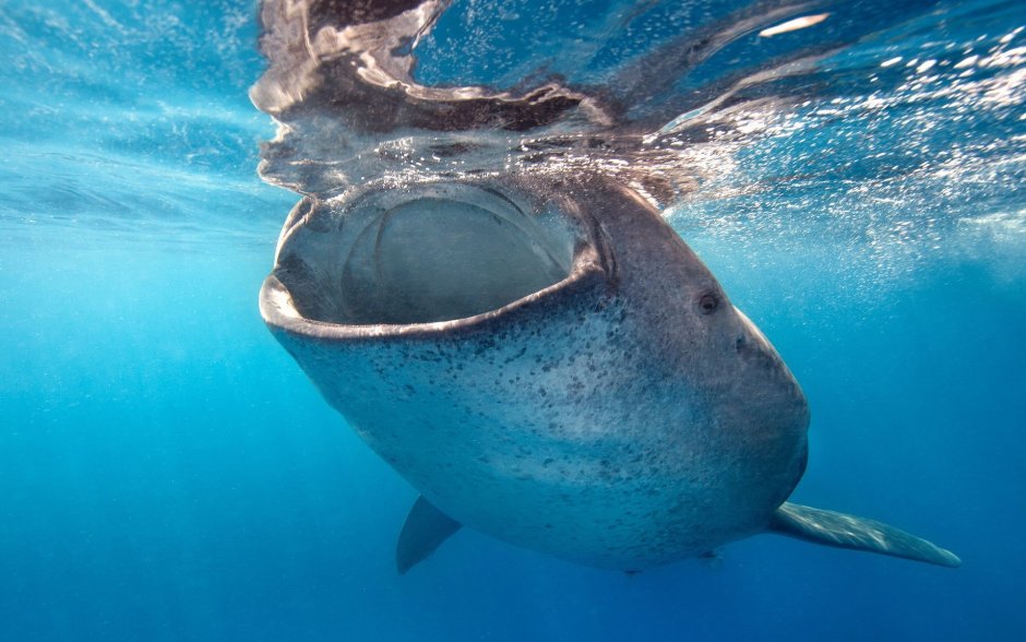 Юкатан китовые акулы