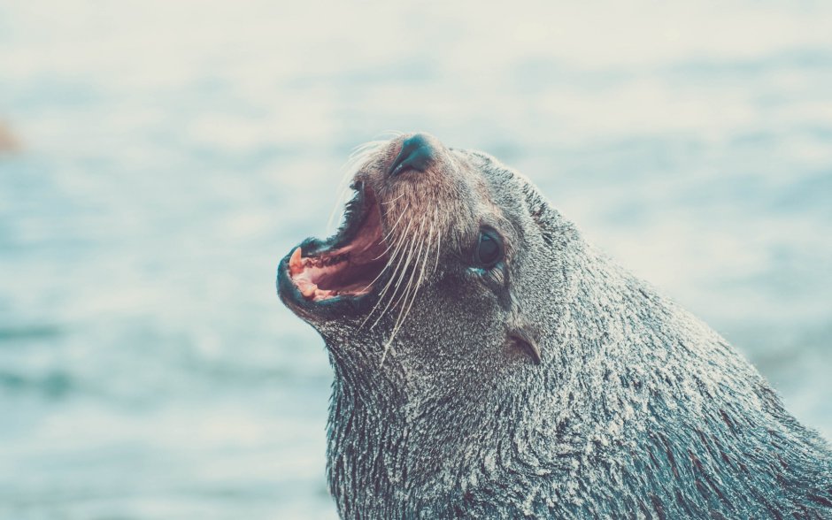Тюлень кричит