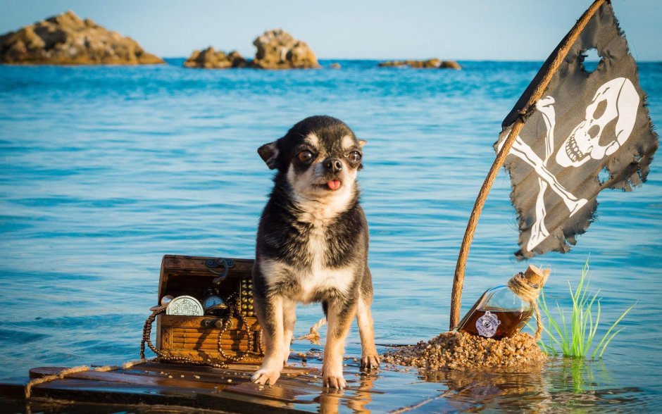 Животные моря