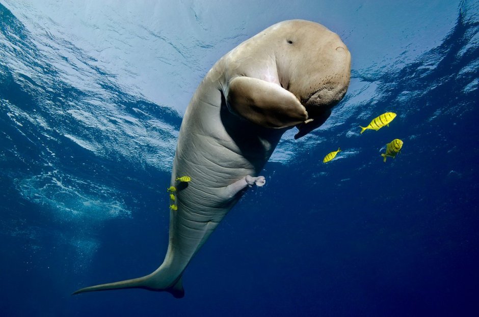 Дюгонь смешной