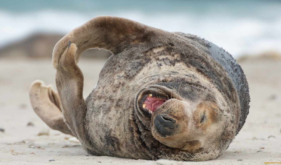 Тюлень на пляже