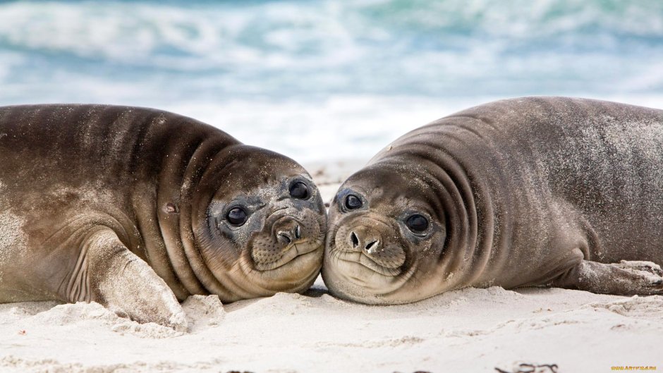 Ластоногие морской котик