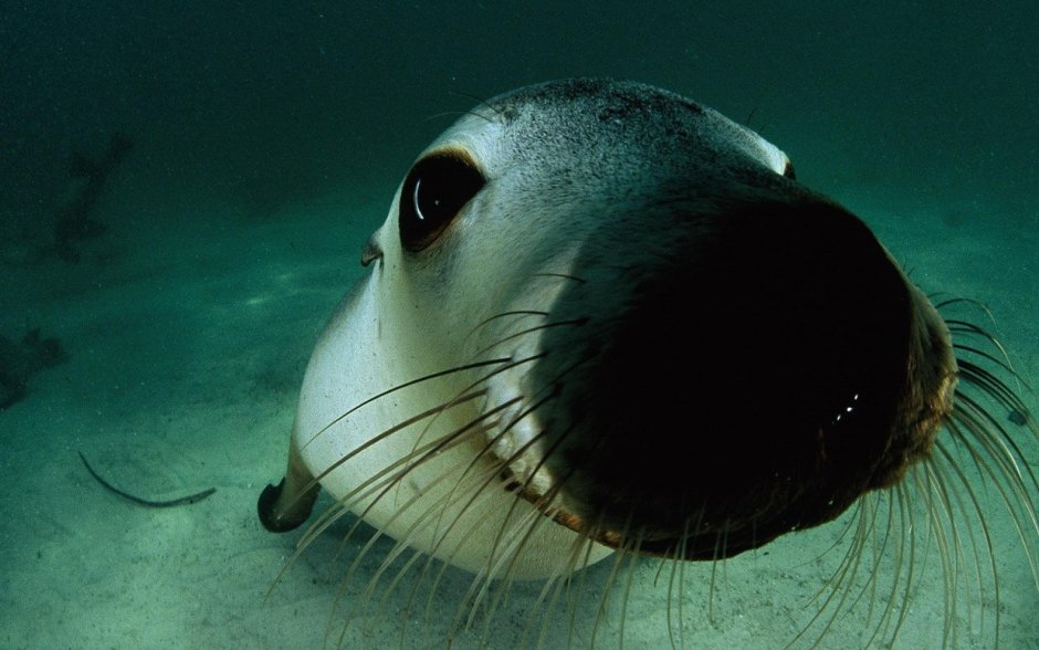 Прикольные морские животные