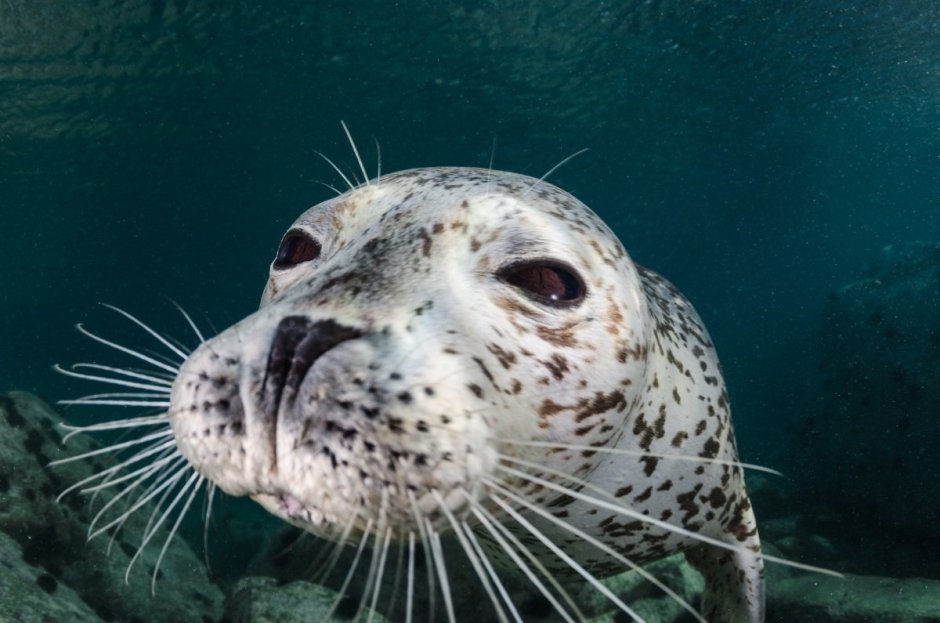 Нерпа Ларга тюлень