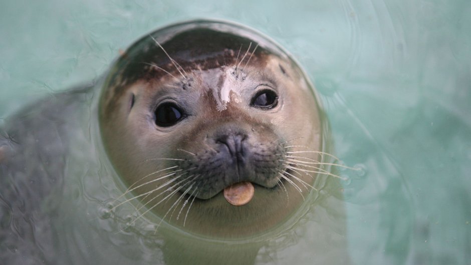 Глаза Байкальской нерпы