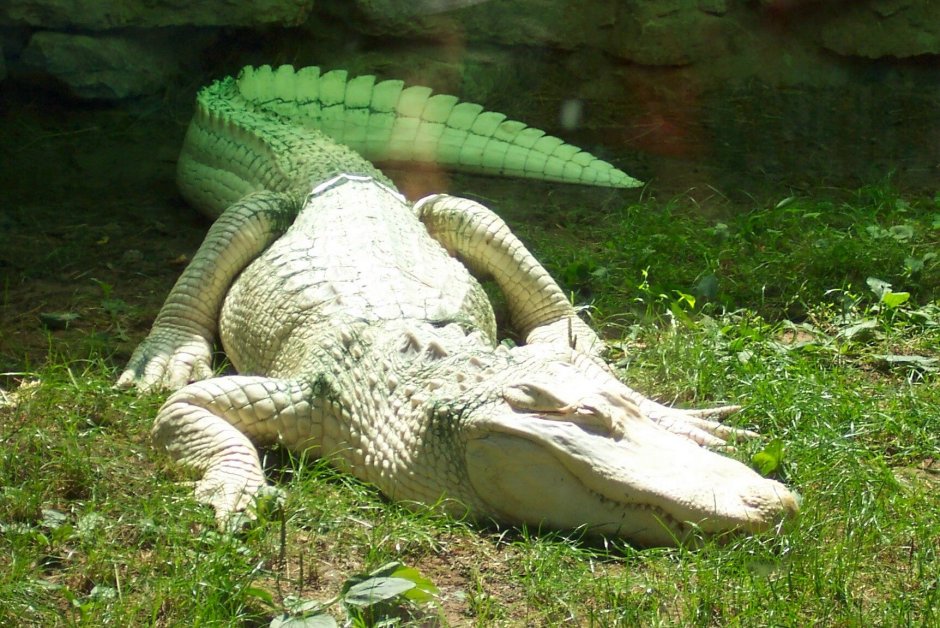 Миссисипский Аллигатор альбинос