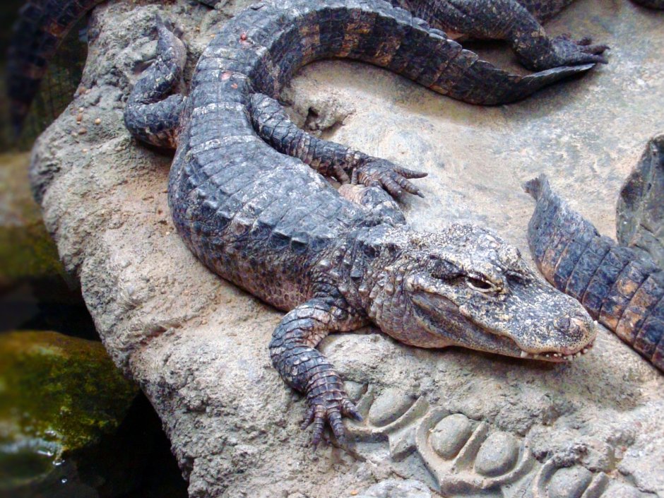 Alligator mississippiensis