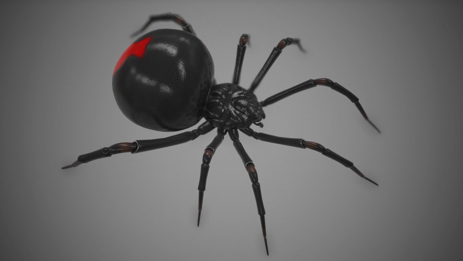 Araneus cavaticus