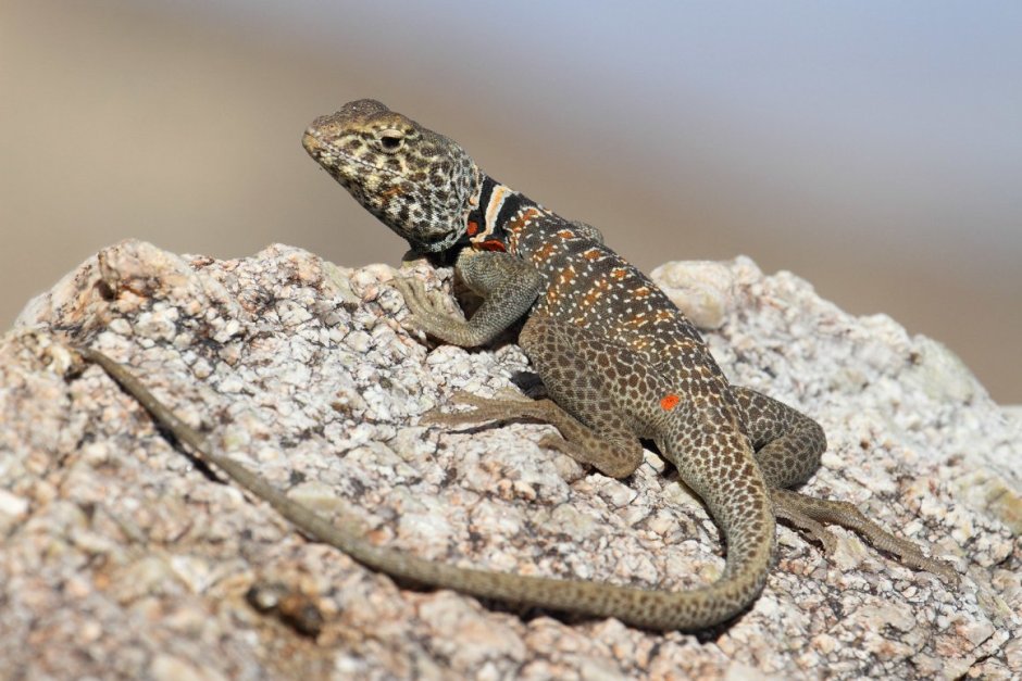 Phrynocephalus persicus