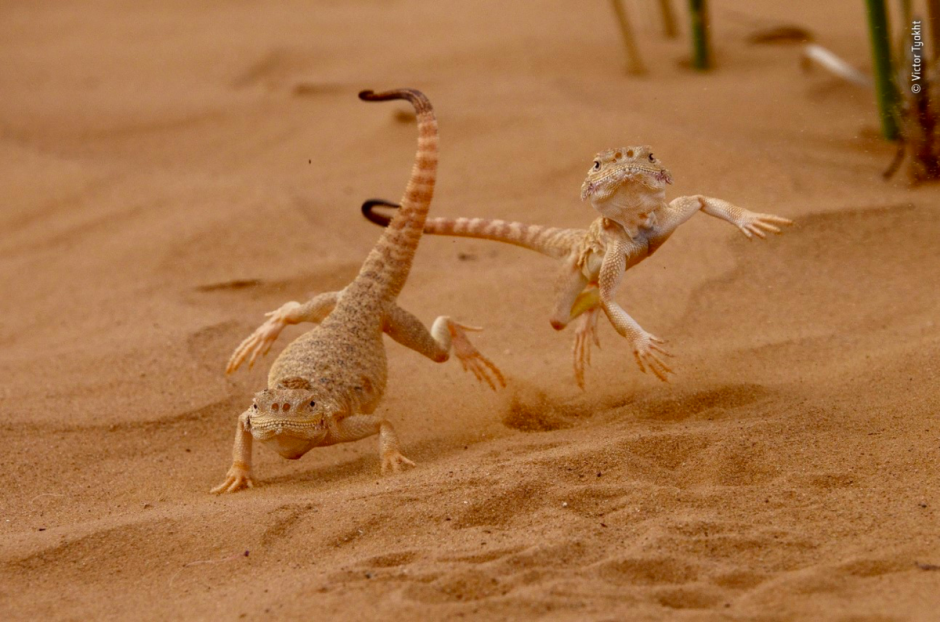 Песчаная круглоголовка Phrynocephalus interscapularis