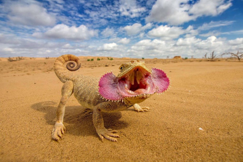 Ушастая круглоголовка (Phrynocephalus mystaceus