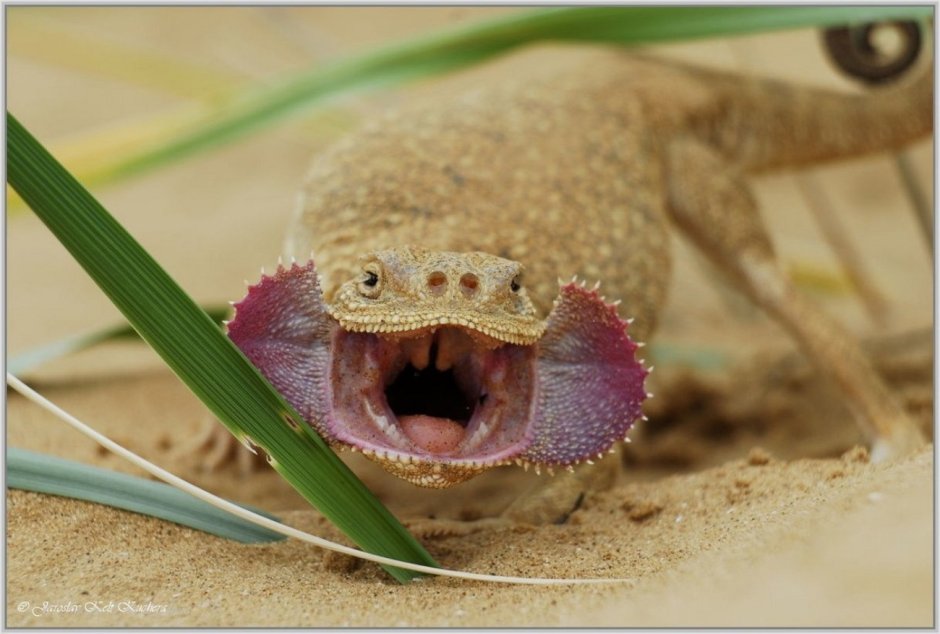 Ушастая круглоголовка (Phrynocephalus mystaceus
