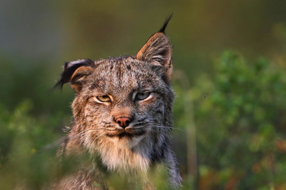 Рысь Felis Lynx l.