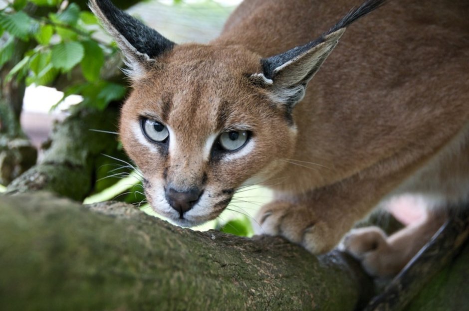 Кот каракал