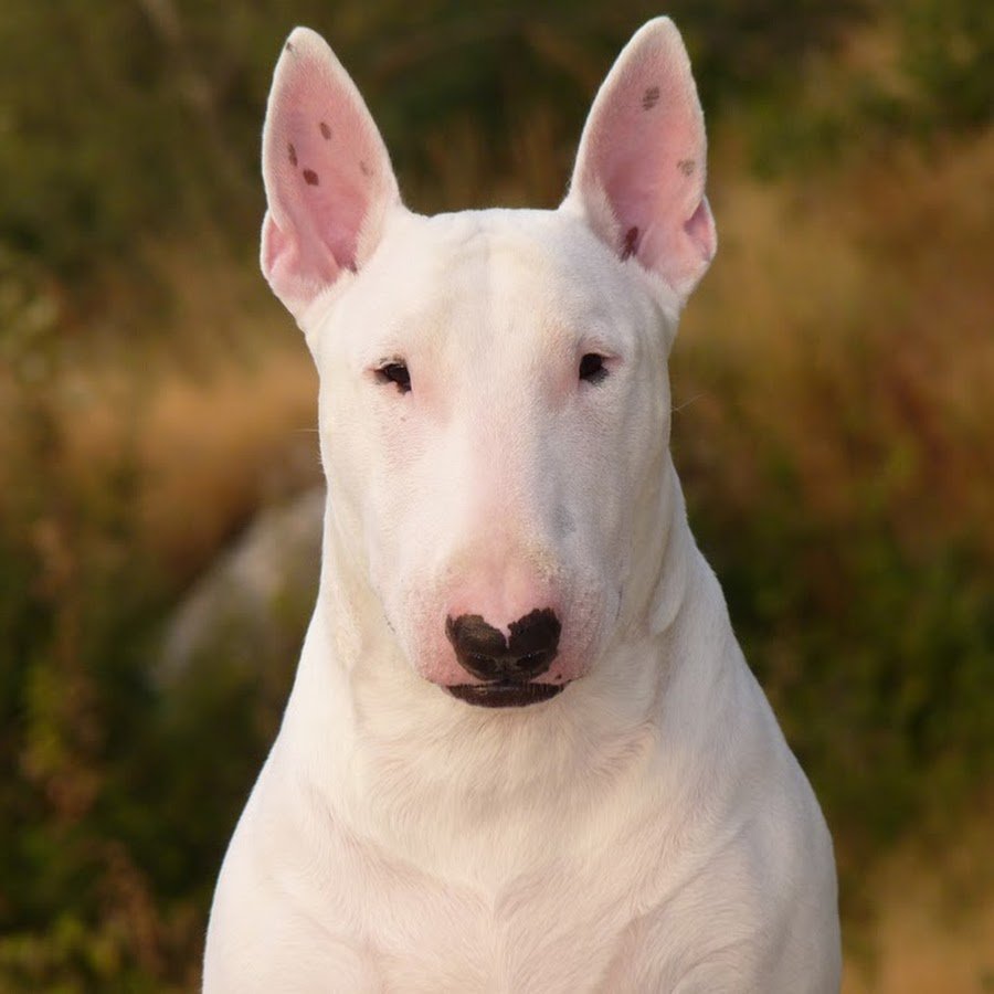 Бойцовский бультерьер