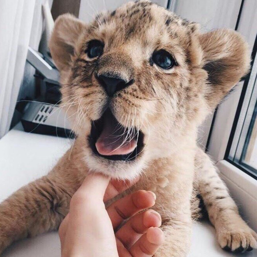 Животные из инстаграма