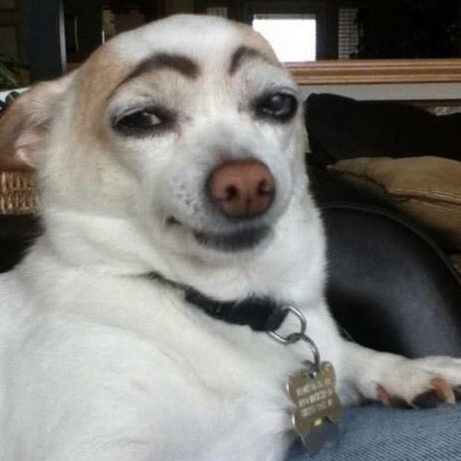 Чихуа с бровями