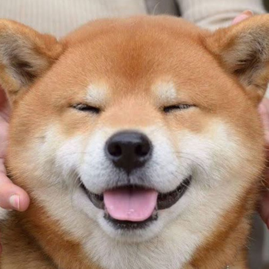 Сиба ину с человеком