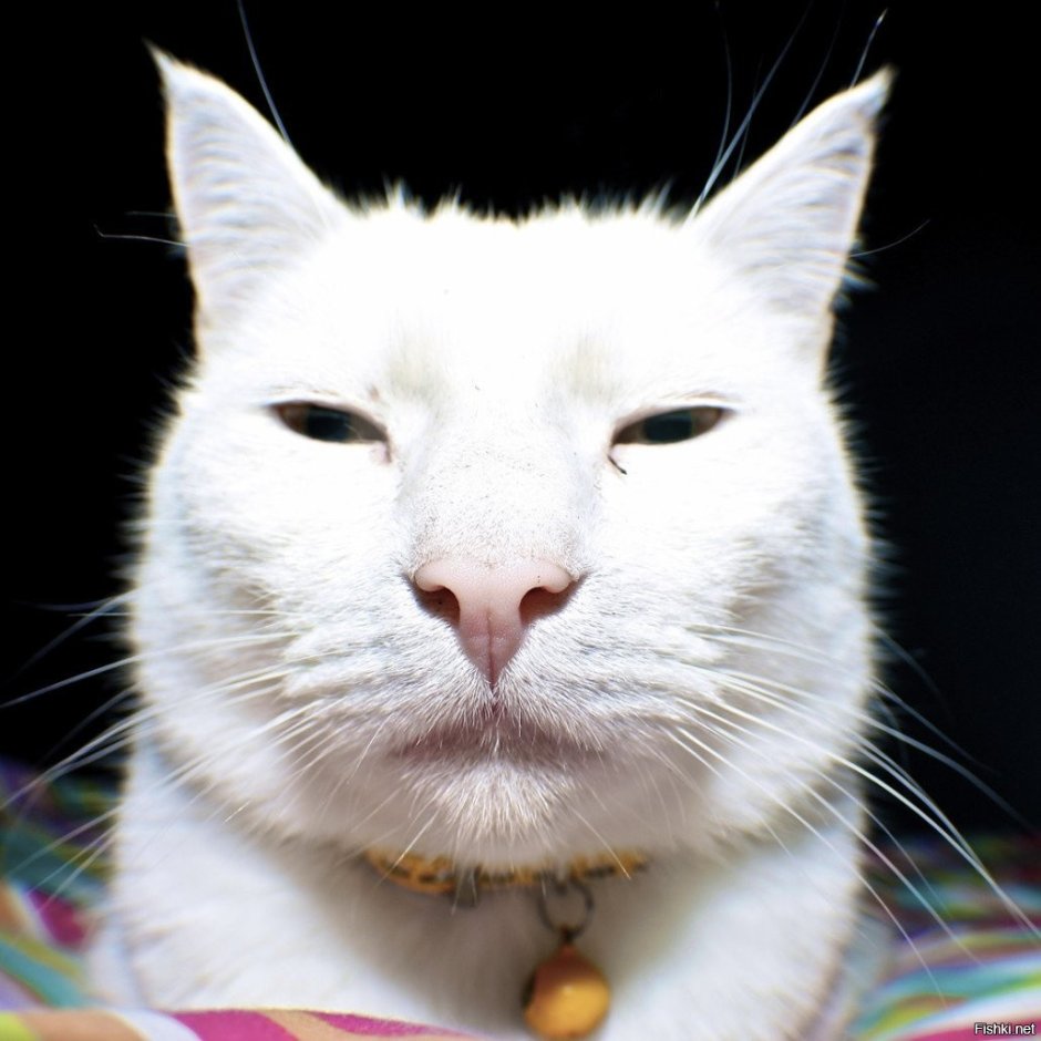 Обезьяна породы капуцин