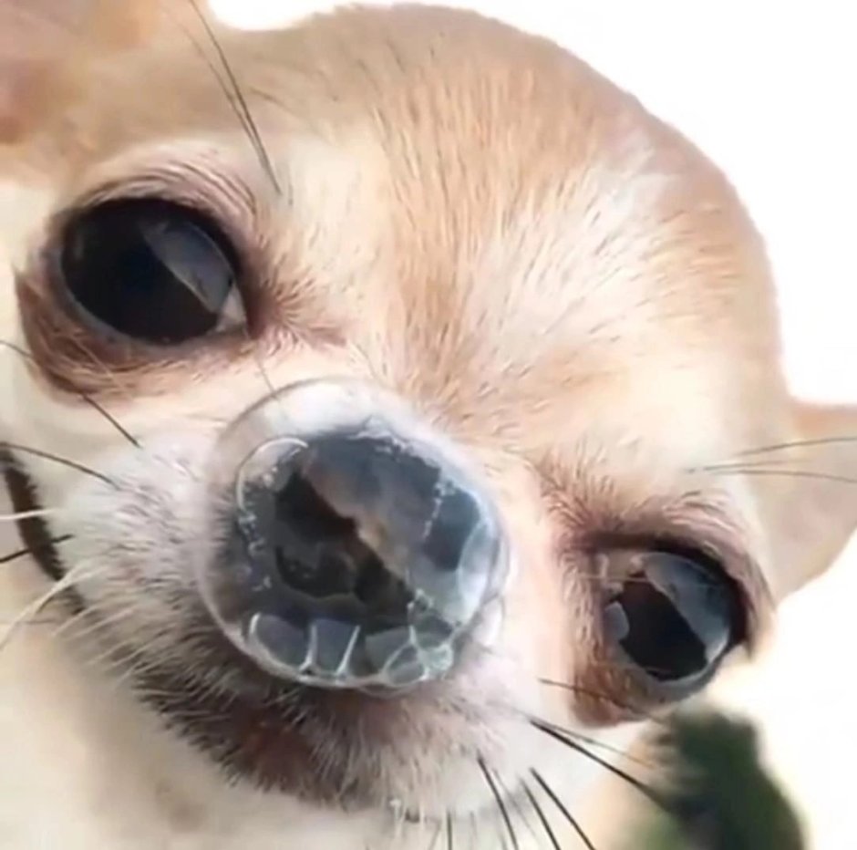 Чихуахуа пузырь из носа