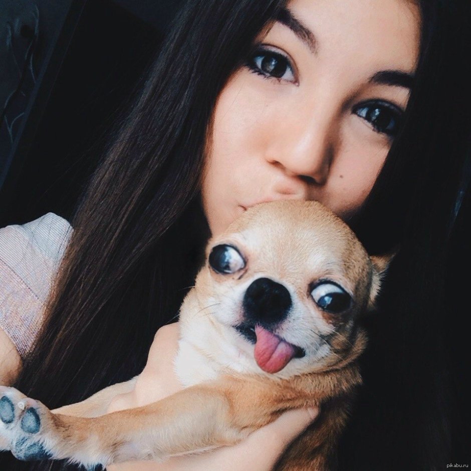 Сиба ину милые