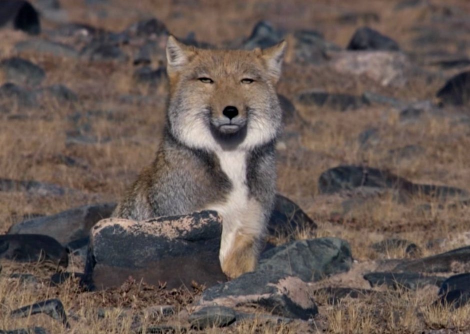 Заппа собака