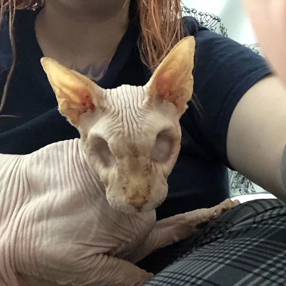 Безглазая кошка сфинкс