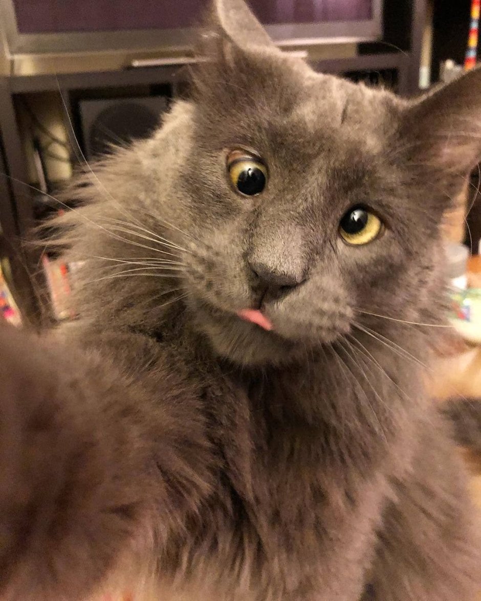 Кошка с косыми глазами