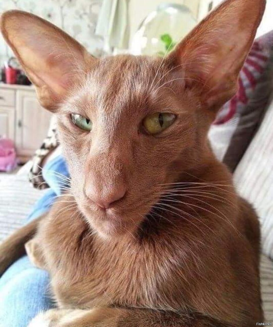 Кошка Ориентал грузин