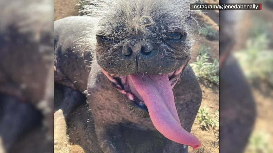 Самая страшная собака в мире 2022