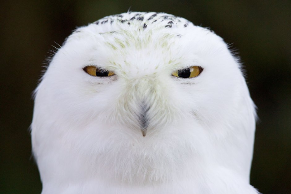 Кошка с узкими глазами