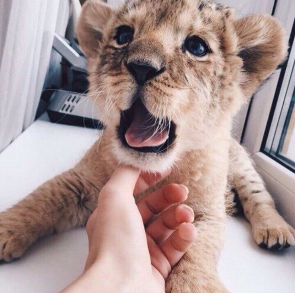 Домашние львята