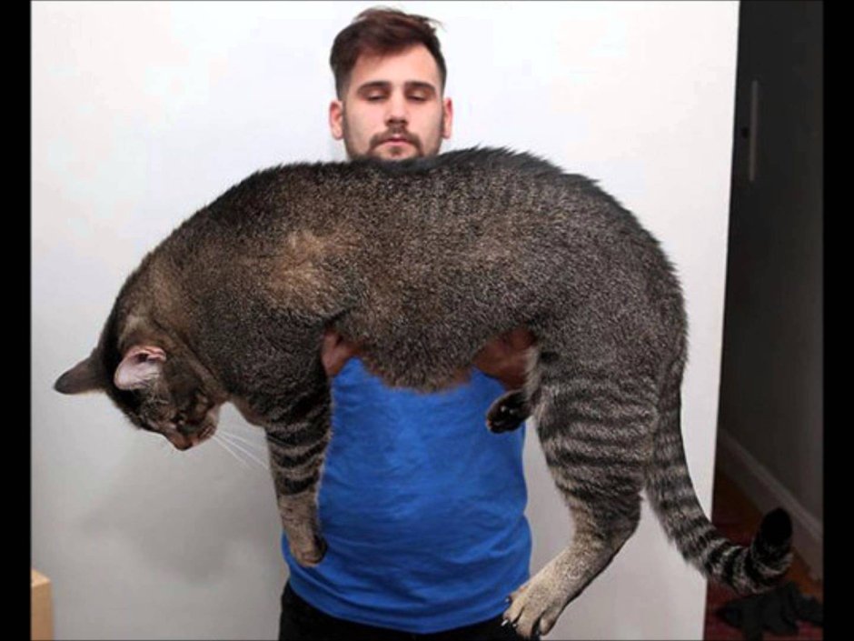 Гигантский кот