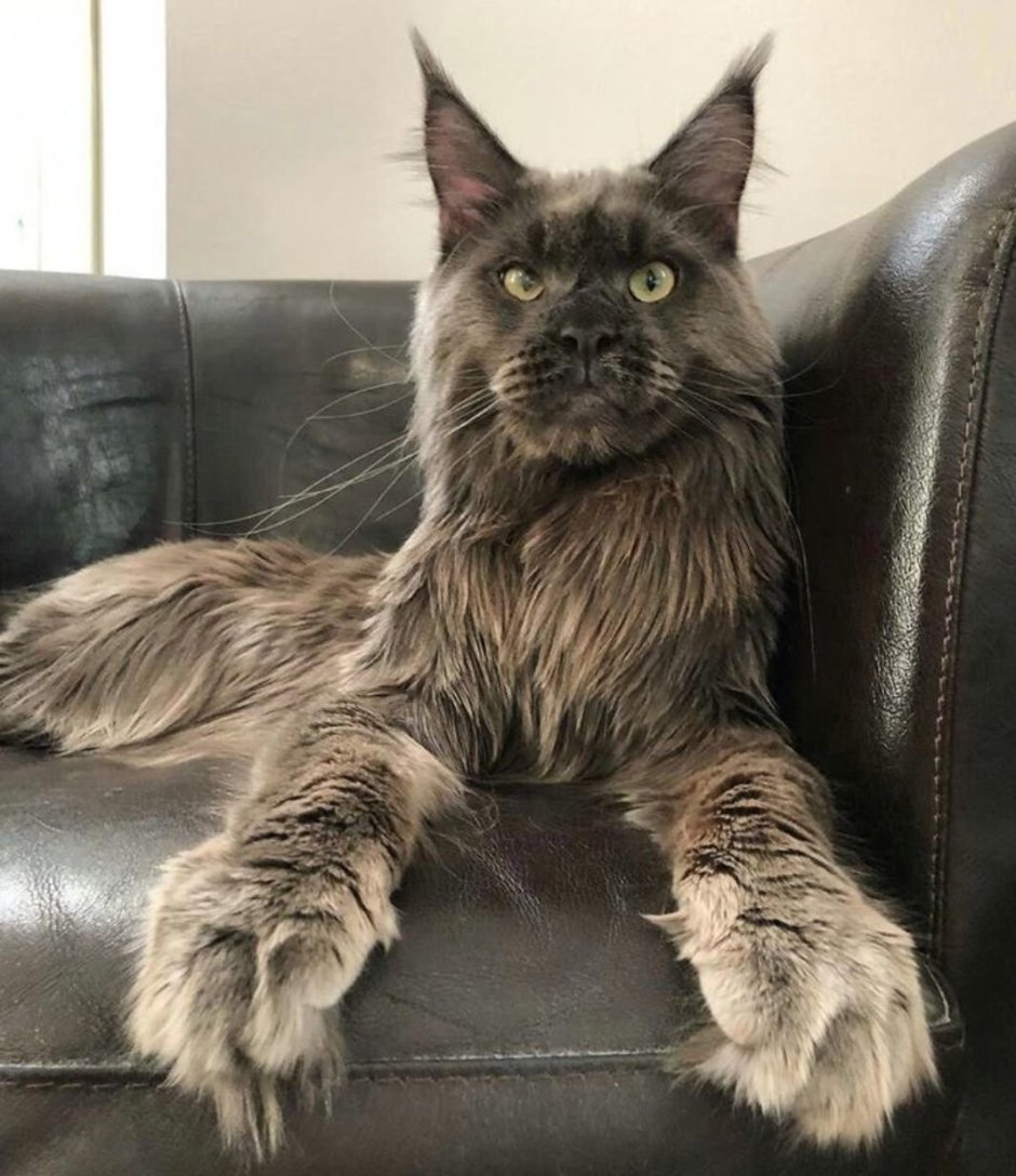 Коты Мейн кун