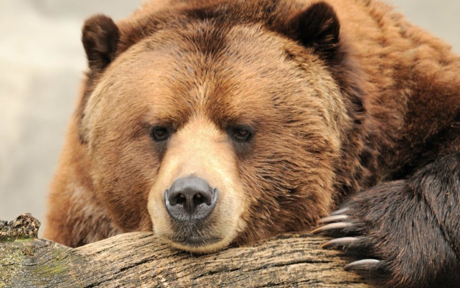Медведь Kuma Tekken