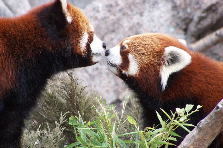 Малая Панда (Ailurus Fulgens